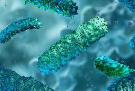 Gut bacteria