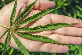 Marihuana medicinal