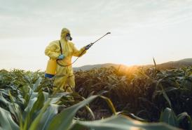 Worker spraying toxic pesticides on plantation