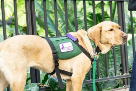 Service dog