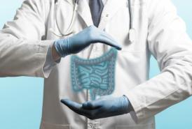 The gut