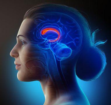 Illustration of a female brains anatomy-the caudate nucleus