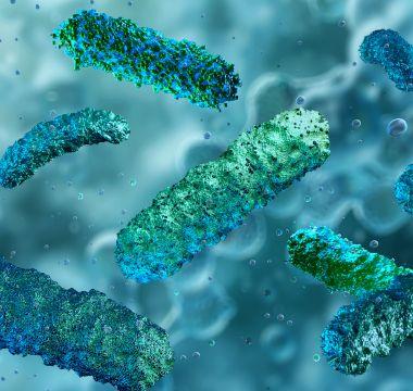 Gut bacteria