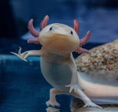 Pale axolotl in an aquarium.