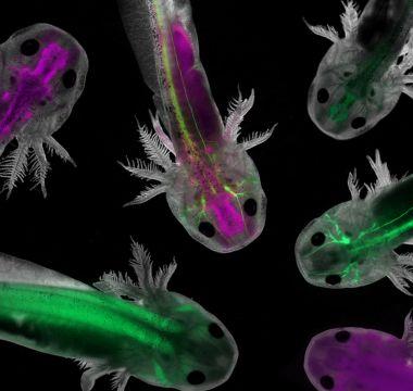 Fluorescent axolotls under a microscope.