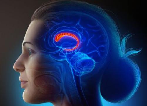 Illustration of a female brains anatomy-the caudate nucleus