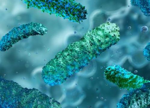Gut bacteria