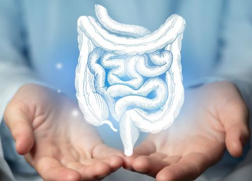 Graphic of the human bladder