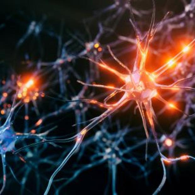 Neurons