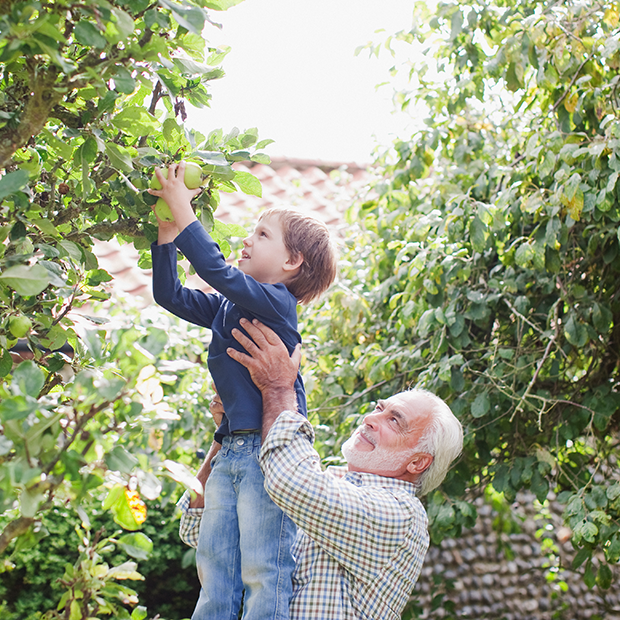 Grandfather lifting his grandson to pick apples from a tree