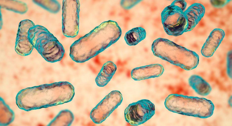 Microbiome of intestine