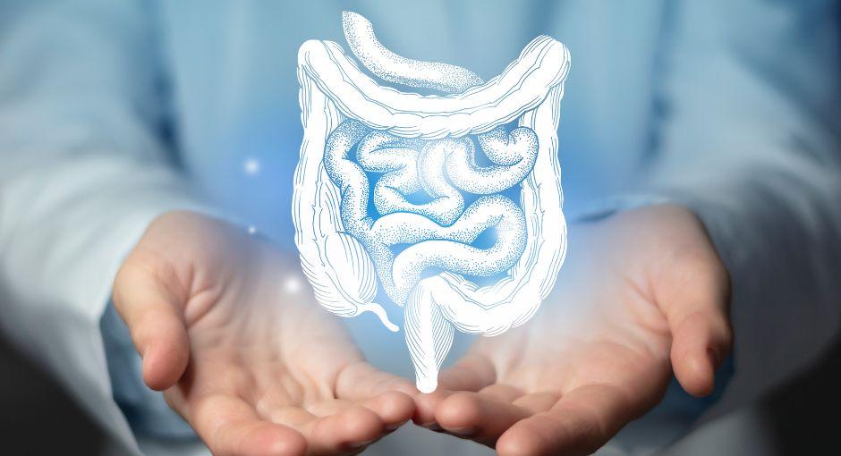 Graphic of the human bladder