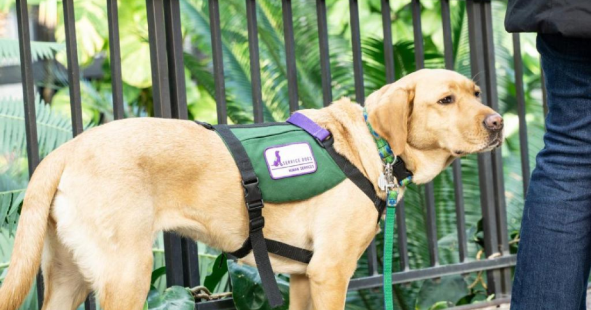 Service Dogs for Parkinson's Parkinson's Foundation